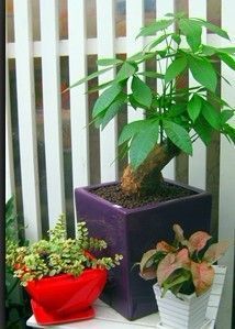 成都植物租賃租擺【林邦園藝】成都園林景觀設(shè)計|成都室內(nèi)綠化養(yǎng)_建筑建材_世界工廠網(wǎng)中國產(chǎn)品信息庫